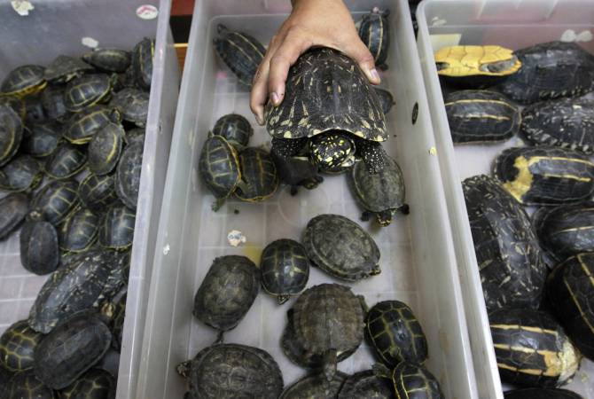 СМИ: в аэропорту Колумбии изъяли более 1 тыс. черепах