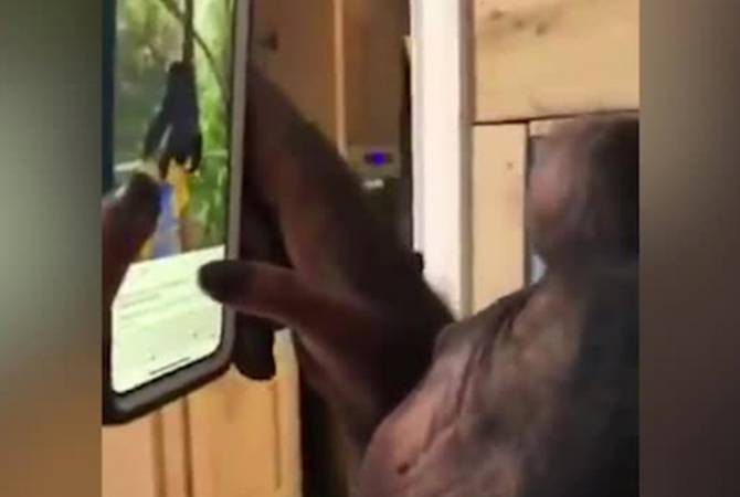 Пользователей Twitter изумила видеозапись листающую Instagram обезьянa
