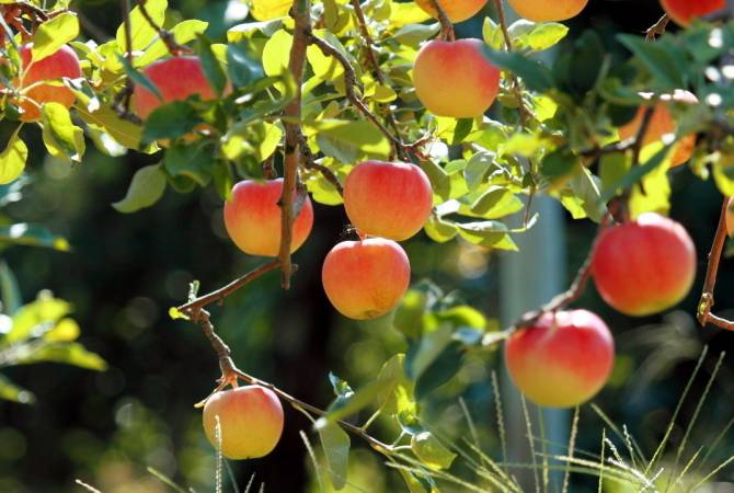 Դդմաշենի ինտենսիվ այգու տարածքում կատարվել է խնձորենու 20 հեկտար տունկ 