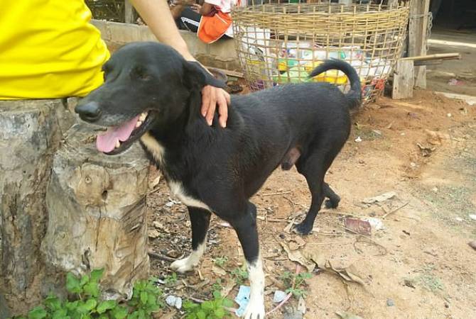 В Таиланде  собака помогла  спасти заживо похороненного новорожденного младенца