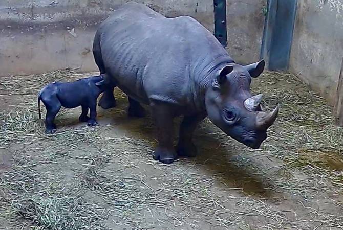 Редчайший черный носорог родился в Чикаго