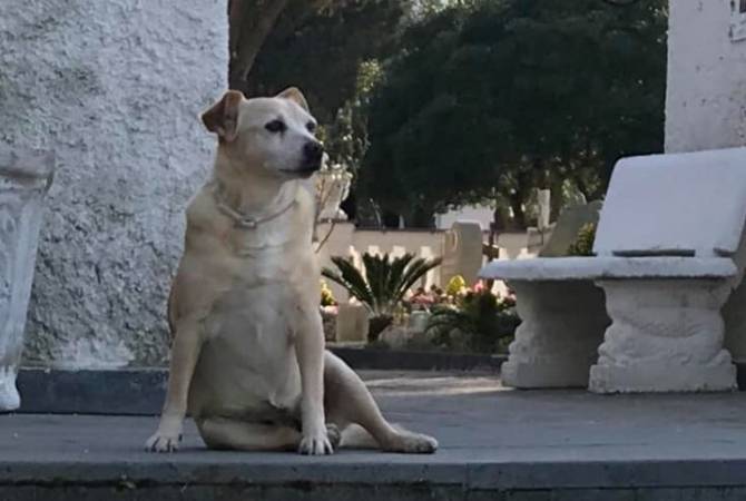 В Италии умерла собака, прожившая 10 лет у могилы своего хозяина