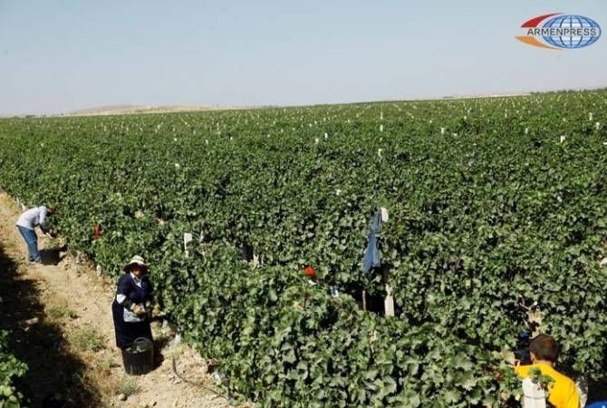 Парламент Армении в первом чтении принял законопроект об освобождении от налога на 
землю, в случае повреждения половины урожая в результате климатических катастроф