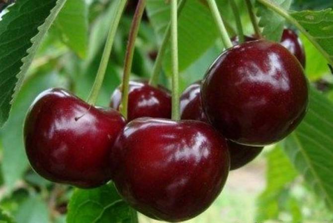 В Японии вывели новый сорт вишни с самыми крупными в мире плодами