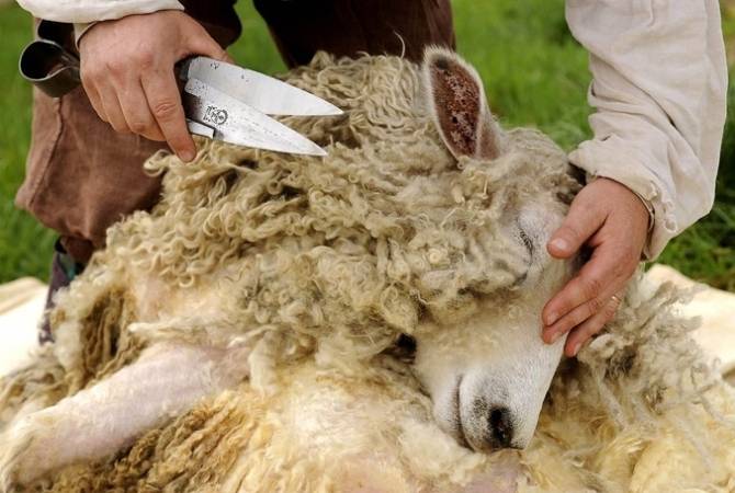 География  Фестиваля  стрижки овец  расширилась — в  этот раз в конкурсе приняли  
участие  16 стригалей  из 5 областей