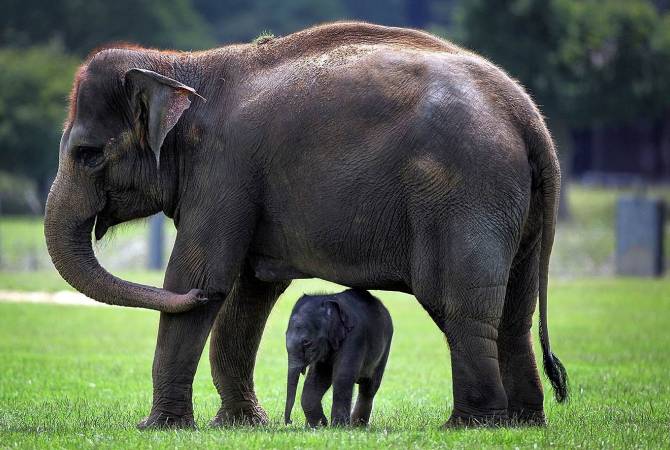 Первые шаги новорожденного слоненка