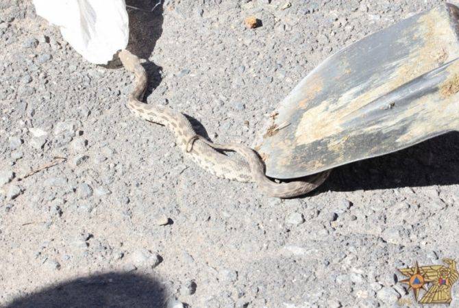 Փրկարարներն անվտանգ տարածք են տեղափոխել ՀՀ հինգ բնակավայրերում նկատված օձերին