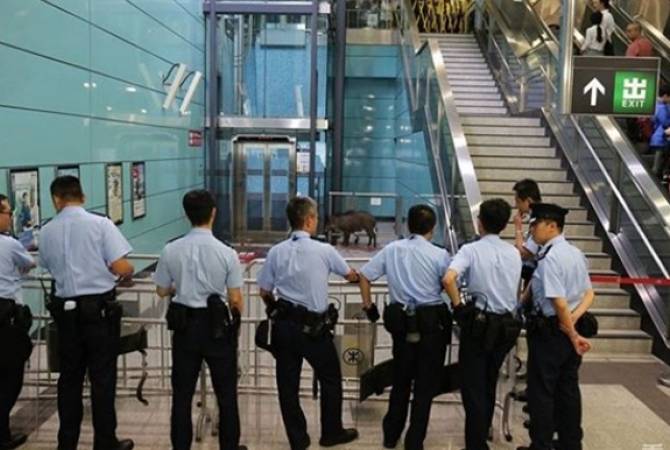 СМИ: в метро Гонконга дикий кабан ранил женщину
