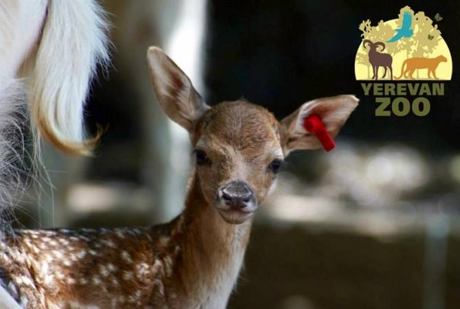 В Ереванском зоопарке появились новые жители: родились 4 оленёнка