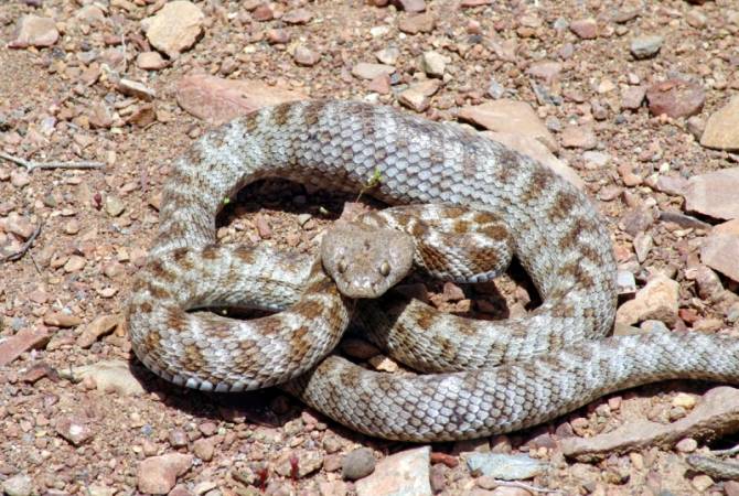АРМЕНИЯ: Спасатели поймали и перенесли змей в безопасное место