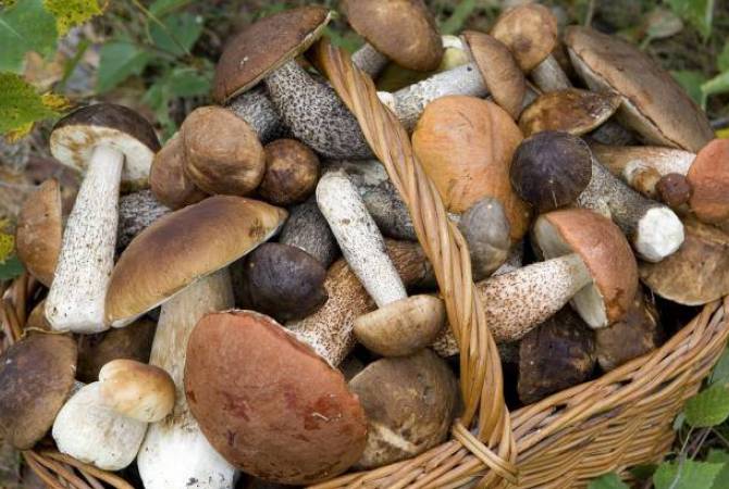  Минздрав предупреждает не употреблять в пищу грибы неизвестного происхождения 