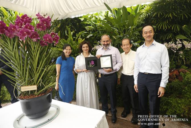 Новый вид сингапурской орхидеи назван в честь Никола Пашиняна и Анны Акопян