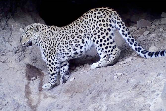 Штраф за охоту на леопарда вырастет от 3 млн драмов до 100 млн