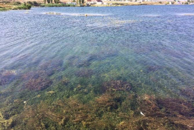  Уровень озеленения озера Севан значительно снизился, будут проведены очистительные 
работы 