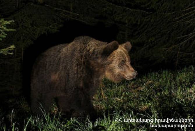 В селе Арпи медведь нанес вред домашним животным