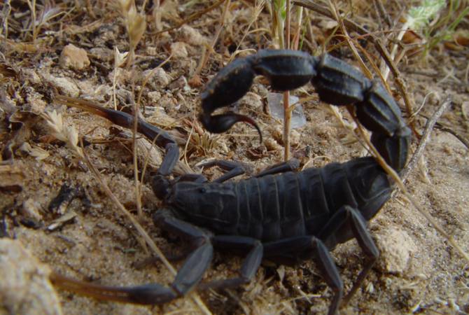 В текущем году зарегистрировано 125 случаев укусов скорпиона: укус черного скорпиона 
- самый опасный