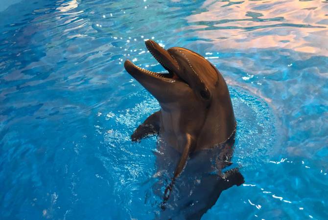 Вскоре в Гюмри откроется дельфинарий