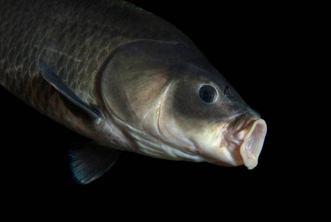 ԱՄՆ-ում գիտնականները 112 տարեկան ձուկ են հայտնաբերել
