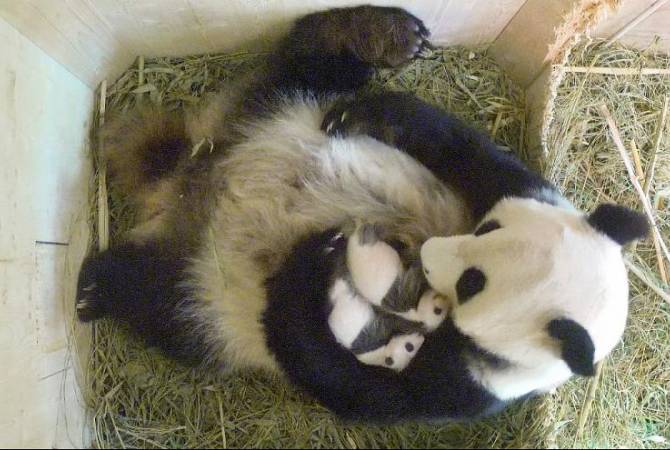 В крупнейшем зоопарке Бельгии родились панды-двойняшки