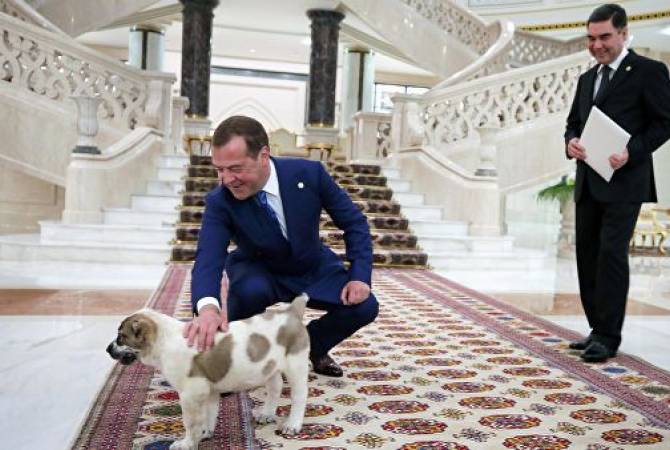Медведев опубликовал видеозапись со щенком алабая, подаренным ему президентом 
Туркмении
