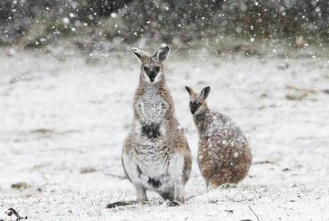 Прыгающие по снегу кенгуру покорили соцсети