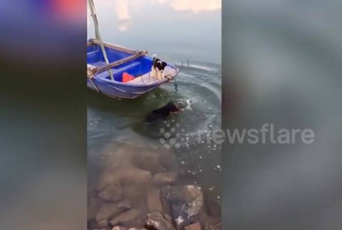 Храбрый пес спас застрявшую в лодке собачку