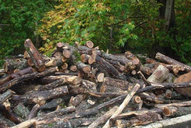 Вырублено 1462 дерева различных видов и диаметров: обвинение предъявлено 16 лицам
