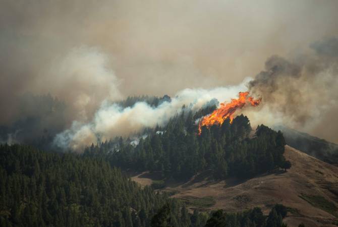 AFP: площадь лесного пожара на Канарах достигла 10 тыс. га