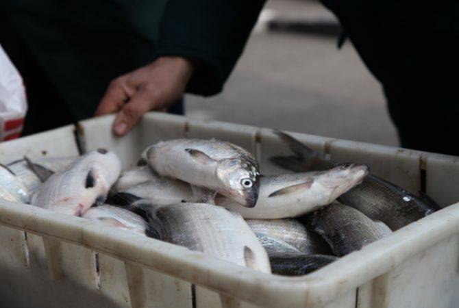 Ոստիկանները բերման են ենթարկել հոսանքով ձուկ բռնողներին