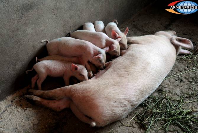 В общинах Арташен и Караундж зафиксированы случаи гибели свиней