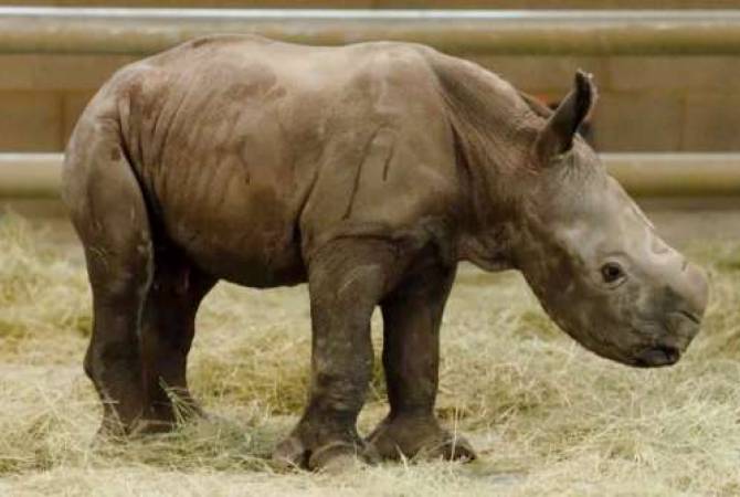 Спасти от вымирания: в США родился искусственно зачатый белый носорог
