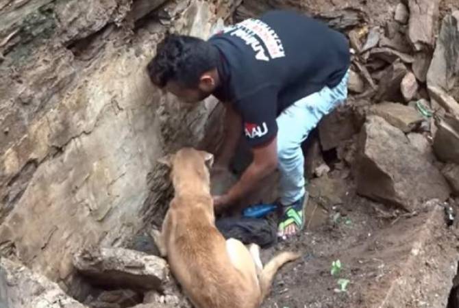 Собака унюхала щенят под землей и спасла их от мучительной смерти