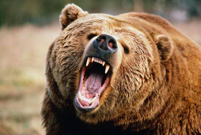 На горе  Арагац  медведь напал на двоих граждан Польши