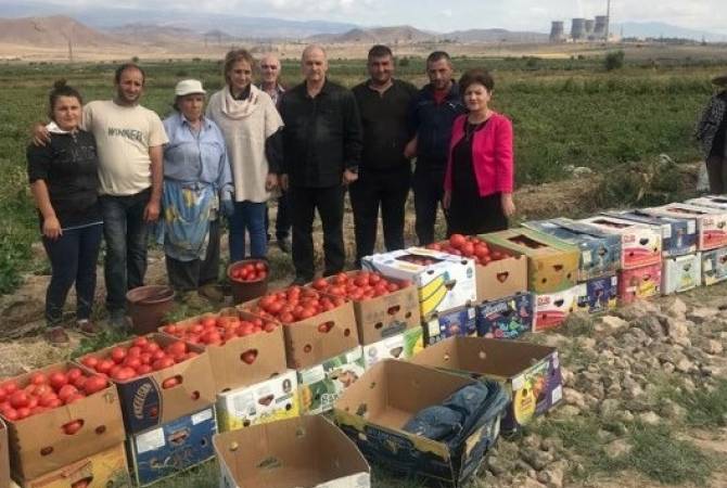 Results of pilot program to observe tomato moth in Armavir and Ararat provinces summed up