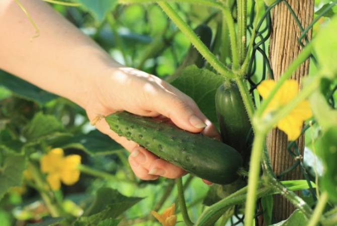 Growth in export of cucumbers from Armenia comprises 174%