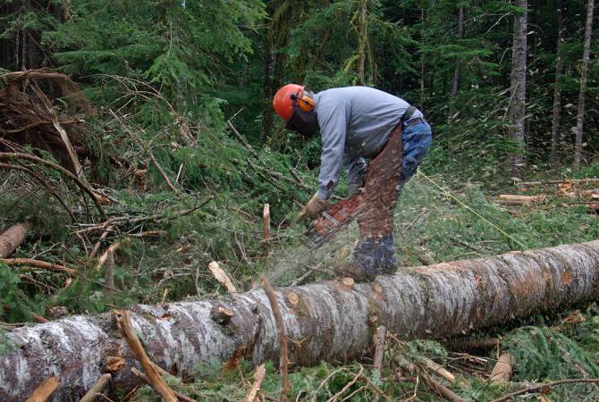 Газета “Айастани Анрапетутюн”: Вопрос вырубок лесов нуждается в законодательном 
регулировании