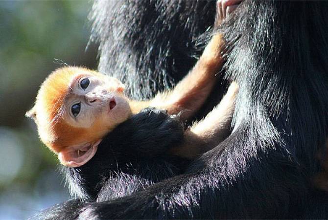 В австралийском зоопарке появился детеныш редкой обезьяны