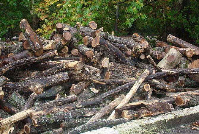 Անտառապահին մեղադրանք է առաջադրվել 75 ծառ ապօրինի հատելու 
համար. նախաքննությունն ավարտվել է 