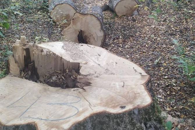 Բնապահպանության և ընդերքի տեսչական մարմնի աշխատակիցները հայտնաբերել են 
ապօրինի հատված 56 ծառ


