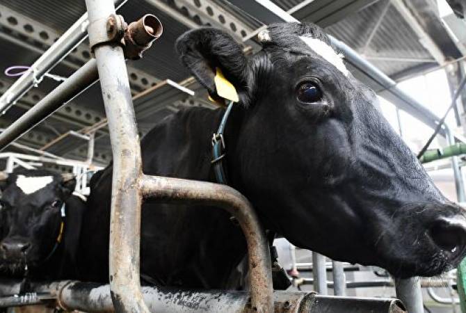 В Японии умерла корова из первой в мире пары коров-клонов