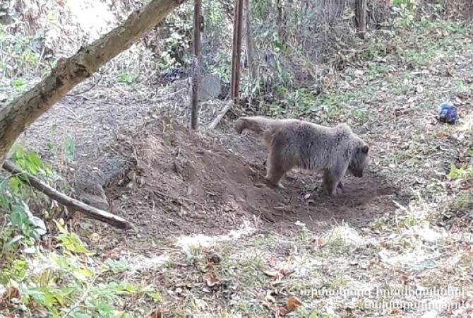 В Вайоцдзоре  застрявшего в  металлической ограде  медведя  перенесли в  безопасное  
место