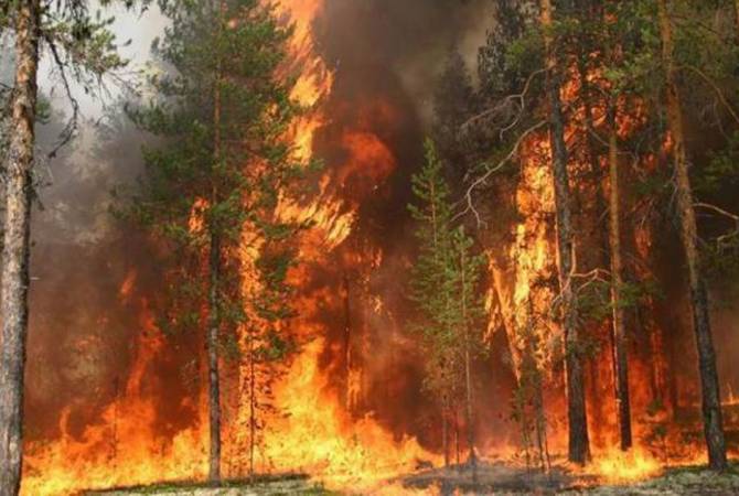 В Сирии и Ливане вспыхнули мощные лесные пожары