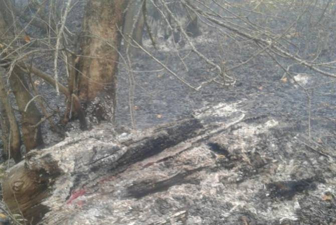 «Դիլիջան» ազգային պարկում մոտ 15 հա անտառածածկ տարածք է այրվել