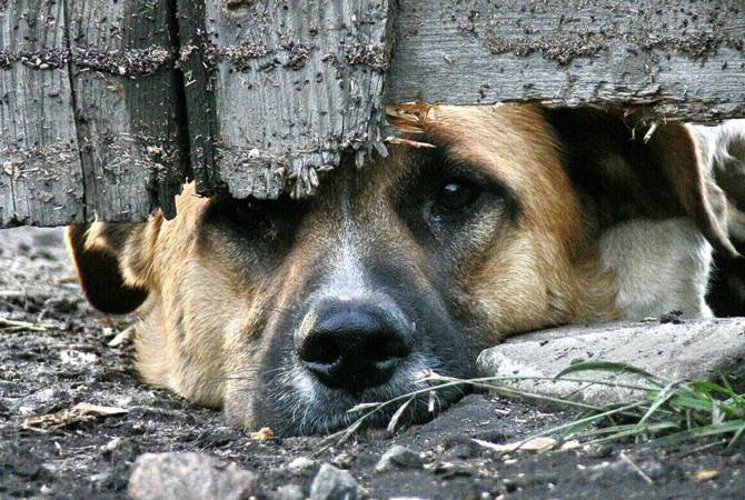 Парламент Армении принял законопроект о криминализации жестокого обращения с 
животными