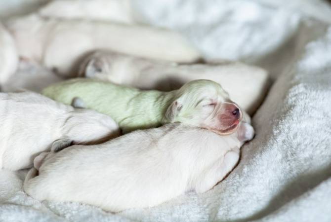 В Германии родился щенок золотистого ретривера с редким зеленым мехом