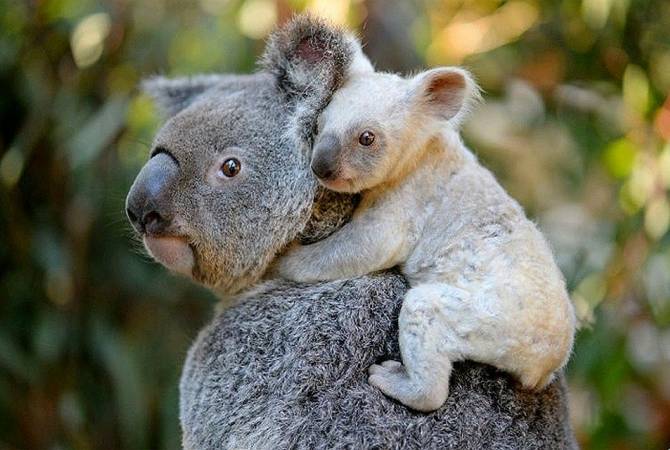 В австралийском заповеднике при лесных пожарах погибли более половины коал