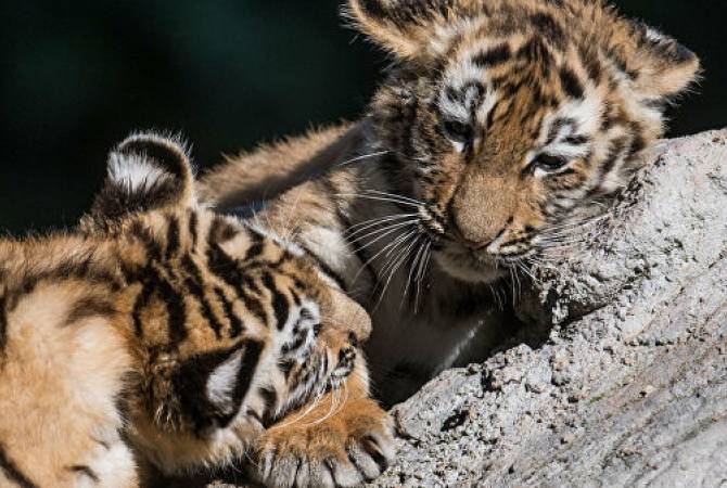 Игры трех маленьких тигрят попали на камеру на Земле леопарда