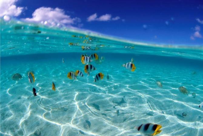 Մինչեւ դարավերջը օվկիանոսները կարող են թթվածնի մինչեւ 4 տոկոսը կորցնել տաքացման եւ աղտոտման պատճառով
