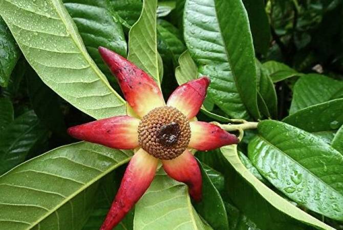 В тропическом цветке обнаружено вещество, убивающее раковые клетки