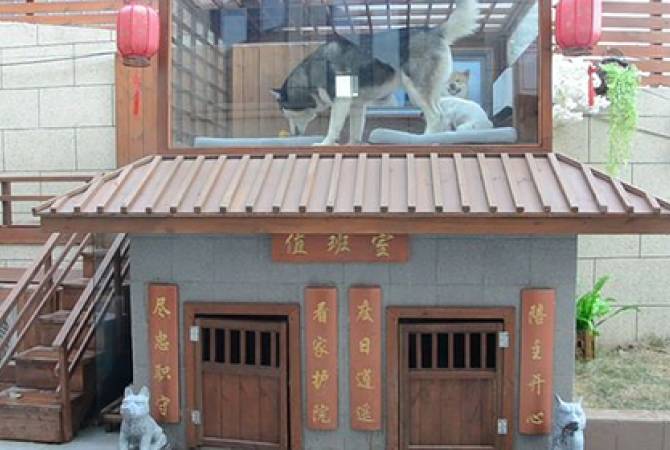 Китаец построил особняк для собак с дзен-садом и SPA-салоном